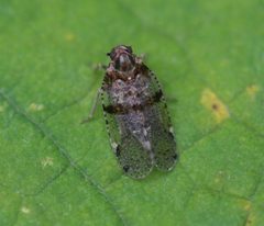 Cixius nervosus by (c) Sandy Rae, some rights reserved (CC BY). Used under a CC-BY license.