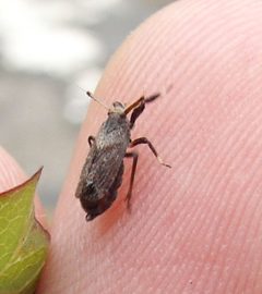 Asiracinae by (c) portioid, some rights reserved (CC BY), uploaded by portioid. Used under a CC-BY license.