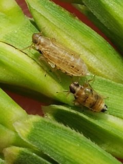 Delphacodes shermani by (c) Mark Richman, some rights reserved (CC BY), uploaded by Mark Richman. Used under a CC-BY license.