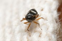 Pissonotus paludosus by (c) Alex Stach, some rights reserved (CC BY), uploaded by Alex Stach. Used under a CC-BY license.