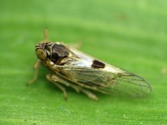 Delphacidae by (c) Katja Schulz, some rights reserved (CC BY). Used under a CC-BY license.