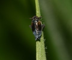 Javesella discolor by (c) Sandy Rae, some rights reserved (CC BY). Used under a CC-BY license.