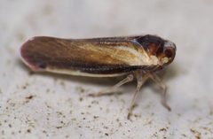 Omolicna uhleri by (c) Nick Block, some rights reserved (CC BY), uploaded by Nick Block. Used under a CC-BY license.