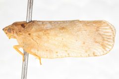Flatoidinus by (c) Hopper Museum, some rights reserved (CC BY), uploaded by Hopper Museum. Used under a CC-BY license.