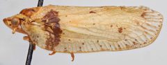 Flatoidinus by (c) Hopper Museum, some rights reserved (CC BY), uploaded by Hopper Museum. Used under a CC-BY license.