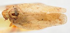 Flatoidinus by (c) Hopper Museum, some rights reserved (CC BY), uploaded by Hopper Museum. Used under a CC-BY license.