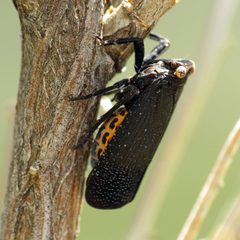 Poblicia fuliginosa by (c) Katja Schulz, some rights reserved (CC BY). Used under a CC-BY license.