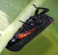 Poblicia fuliginosa by (c) Catherine C. Galley, some rights reserved (CC BY), uploaded by Catherine C. Galley. Used under a CC-BY license.