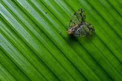 Nogodinidae by (c) Geoff Gallice, some rights reserved (CC BY). Used under a CC-BY license.