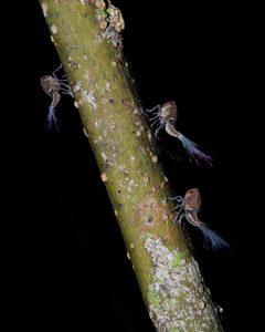Nogodinidae by (c) Geoff Gallice, some rights reserved (CC BY). Used under a CC-BY license.