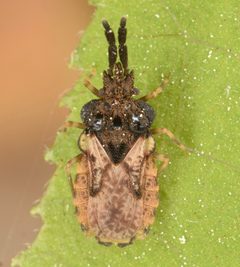 Aradus ornatus by (c) skitterbug, some rights reserved (CC BY), uploaded by skitterbug. Used under a CC-BY license.