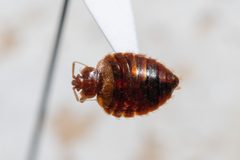 Cimex adjunctus by (c) Kalvin Chan, some rights reserved (CC BY), uploaded by Kalvin Chan. Used under a CC-BY license.
