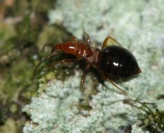 Loricula elegantula by (c) portioid, some rights reserved (CC BY), uploaded by portioid. Used under a CC-BY license.