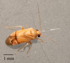 Dichrooscytus cuneatus by no rights reserved, uploaded by Jesse Rorabaugh. Used under a CC0 license.