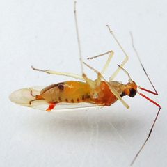 Hyaliodes harti by (c) Bill Keim, some rights reserved (CC BY). Used under a CC-BY license.