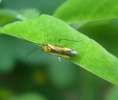 Orthotylus submarginatus by (c) Even Dankowicz, some rights reserved (CC BY), uploaded by Even Dankowicz. Used under a CC-BY license.