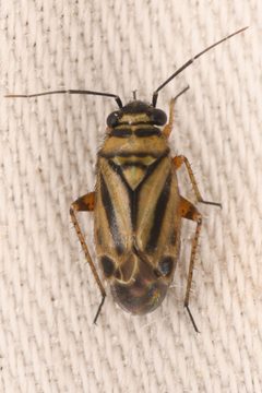 Phyllopidea picta by (c) Trevor Van Loon, some rights reserved (CC BY), uploaded by Trevor Van Loon. Used under a CC-BY license.