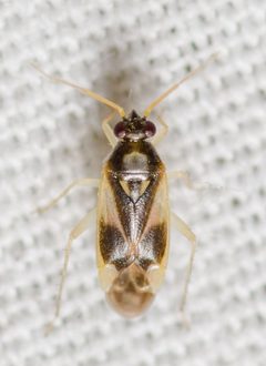 Plagiognathus maculipennis by (c) Justin Williams, some rights reserved (CC BY), uploaded by Justin Williams. Used under a CC-BY license.