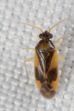 Plagiognathus maculipennis by (c) Victor Engel, some rights reserved (CC BY), uploaded by Victor Engel. Used under a CC-BY license.