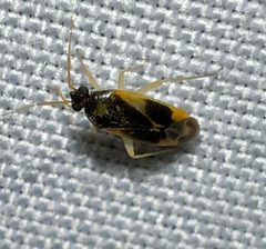 Plagiognathus maculipennis by (c) Joshua Ebright, some rights reserved (CC BY), uploaded by Joshua Ebright. Used under a CC-BY license.