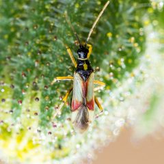 Tupiocoris californicus by (c) Ken-ichi Ueda, some rights reserved (CC BY), uploaded by Ken-ichi Ueda. Used under a CC-BY license.