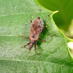 Himacerus apterus by (c) Barry Walter, some rights reserved (CC BY), uploaded by Barry Walter. Used under a CC-BY license.