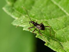 Himacerus apterus by (c) Сергей Неклюдов, some rights reserved (CC BY), uploaded by Сергей Неклюдов. Used under a CC-BY license.