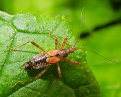 Himacerus apterus by (c) Jon Mortin, some rights reserved (CC BY), uploaded by Jon Mortin. Used under a CC-BY license.