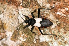 Microtomus luctuosus by (c) Tom Field, some rights reserved (CC BY), uploaded by Tom Field. Used under a CC-BY license.