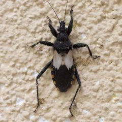 Microtomus luctuosus by (c) Ken-ichi Ueda, some rights reserved (CC BY), uploaded by Ken-ichi Ueda. Used under a CC-BY license.