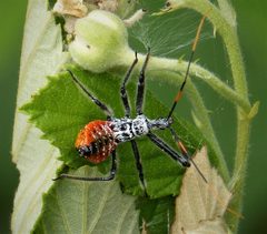 Arilus cristatus by (c) gailhampshire, some rights reserved (CC BY). Used under a CC-BY license.