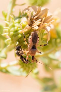 Rhynocoris ventralis annulipes by (c) Ken-ichi Ueda, some rights reserved (CC BY), uploaded by Ken-ichi Ueda. Used under a CC-BY license.