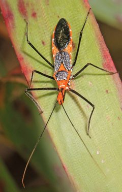 Zelus longipes by (c) Judy Gallagher, some rights reserved (CC BY). Used under a CC-BY license.