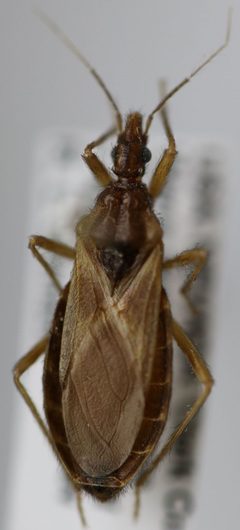 Paratriatoma hirsuta by (c) Jason Eckberg，保留部分权利（CC BY）, 由 Jason Eckberg 上传. Used under a CC-BY license.