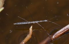 Hydrometridae by (c) Jean and Fred, some rights reserved (CC BY). Used under a CC-BY license.