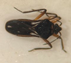 Microvelia signata by (c) Matthew Pintar, some rights reserved (CC BY), uploaded by Matthew Pintar. Used under a CC-BY license.