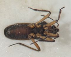 Microvelia signata by (c) Matthew Pintar, some rights reserved (CC BY), uploaded by Matthew Pintar. Used under a CC-BY license.