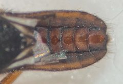 Microvelia signata by (c) Matthew Pintar, some rights reserved (CC BY), uploaded by Matthew Pintar. Used under a CC-BY license.
