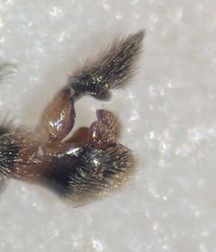 Rhagovelia becki by (c) Matthew Pintar, some rights reserved (CC BY), uploaded by Matthew Pintar. Used under a CC-BY license.