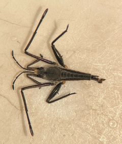 Rhagovelia becki by (c) Matthew Pintar, some rights reserved (CC BY), uploaded by Matthew Pintar. Used under a CC-BY license.