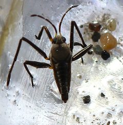 Rhagovelia distincta by (c) Jason Eckberg, some rights reserved (CC BY), uploaded by Jason Eckberg. Used under a CC-BY license.