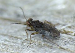 Saldidae by (c) Steve Kerr, some rights reserved (CC BY), uploaded by Steve Kerr. Used under a CC-BY license.