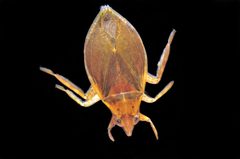 Belostoma lutarium by (c) Tom Kennedy, some rights reserved (CC BY), uploaded by Tom Kennedy. Used under a CC-BY license.