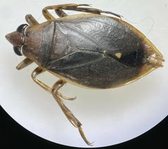 Belostoma lutarium by (c) Matthew Pintar, some rights reserved (CC BY), uploaded by Matthew Pintar. Used under a CC-BY license.