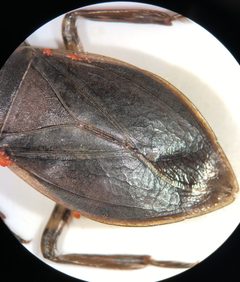 Belostoma lutarium by (c) Matthew Pintar, some rights reserved (CC BY), uploaded by Matthew Pintar. Used under a CC-BY license.
