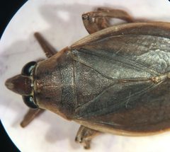 Belostoma lutarium by (c) Matthew Pintar, some rights reserved (CC BY), uploaded by Matthew Pintar. Used under a CC-BY license.