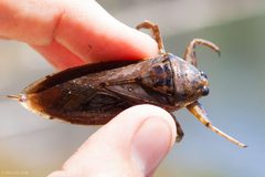 Lethocerus americanus by (c) Ken-ichi Ueda, some rights reserved (CC BY). Used under a CC-BY license.