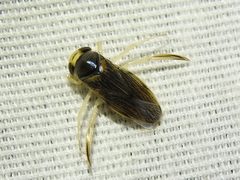 Corisella edulis by (c) Sam Kieschnick, some rights reserved (CC BY), uploaded by Sam Kieschnick. Used under a CC-BY license.