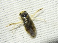 Corisella edulis by (c) Sam Kieschnick, some rights reserved (CC BY), uploaded by Sam Kieschnick. Used under a CC-BY license.