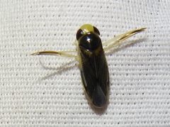 Corisella edulis by (c) Sam Kieschnick, some rights reserved (CC BY), uploaded by Sam Kieschnick. Used under a CC-BY license.